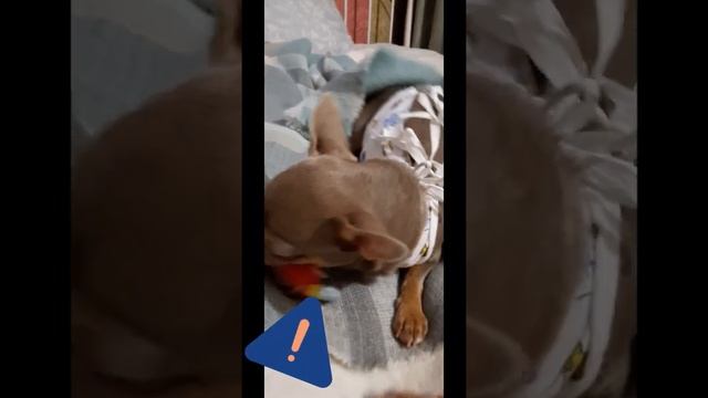 Выпали Зубы! Растём. в 8-9 месяцев ревакцинация, далее уже только в годик 🐕