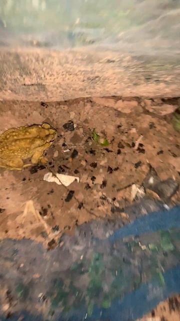 Perfect toad frog sounds at night #wildlife #viral #animal #life #sound #nature #sound #video  #fro