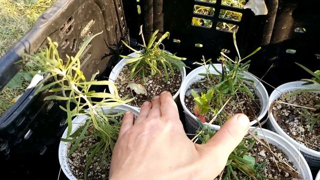 Critical info on how to grow and transplant Goji plants in the orchard! (Episode 7)