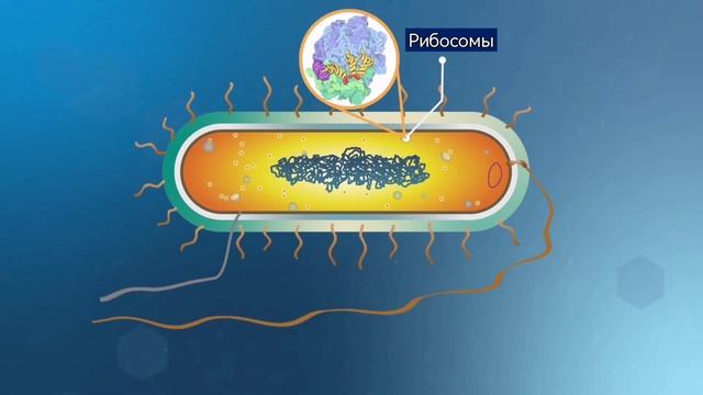 Строение прокариотической клетки на примере бактерии