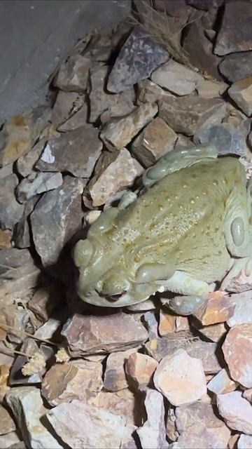 🌵Sonoran Desert Toad 🐸 #sonoran #toad #sapos #蝦蟇