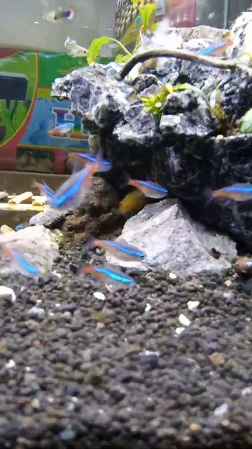 Ikan neon Tetra size XL
