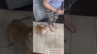 Пост - гордость за мою ученицу и её хозяев! Дрессировка собак