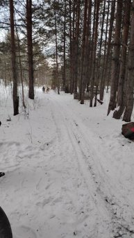 Хаски