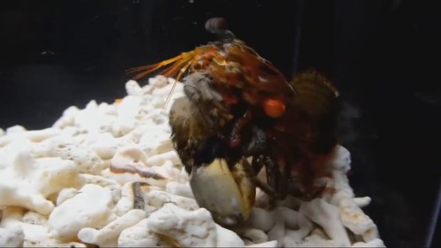 mantis shrimp vs crap part 1