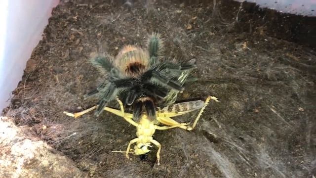 Grammostola iheringi and Theraphosa blondi feeding.