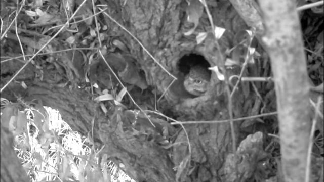 Athene noctua (Civetta) 018