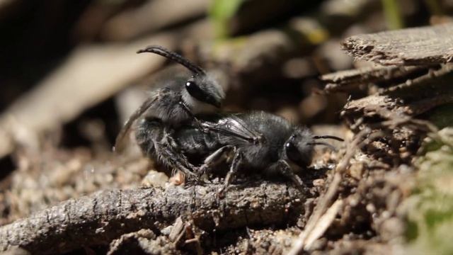 Abejas colletes en copula