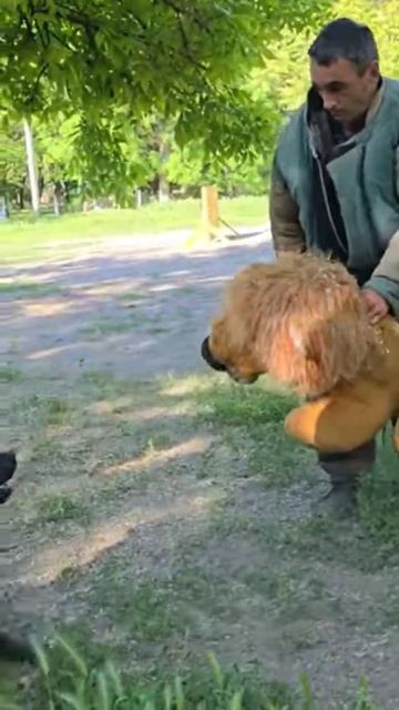 🦁Surprise for Pit Bull. Training of service dogs. #GUARDODESSA СТРАЖ Odessa.