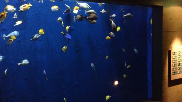 いろんな色の魚たち！　環境水族館アクアマリンふくしま