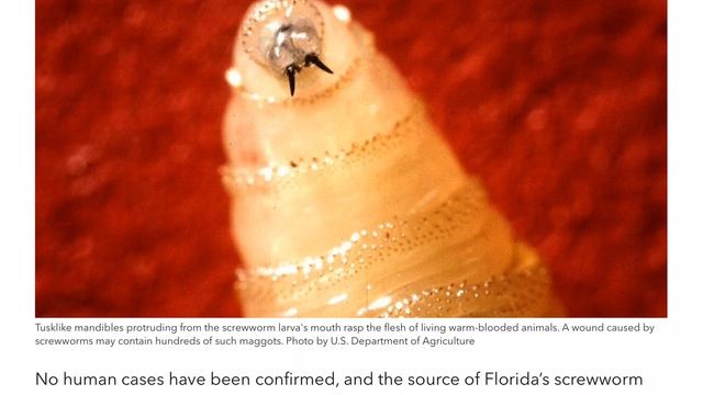 Flesh eating screwworms found in the USA