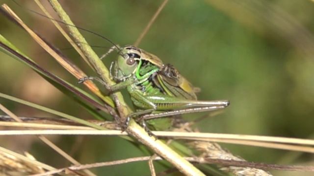 Ambitious Meadow Bush-cricket Roeseliana cf. ambitiosa, singing male