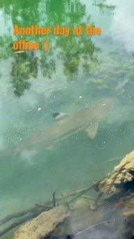 Black tip reef shark