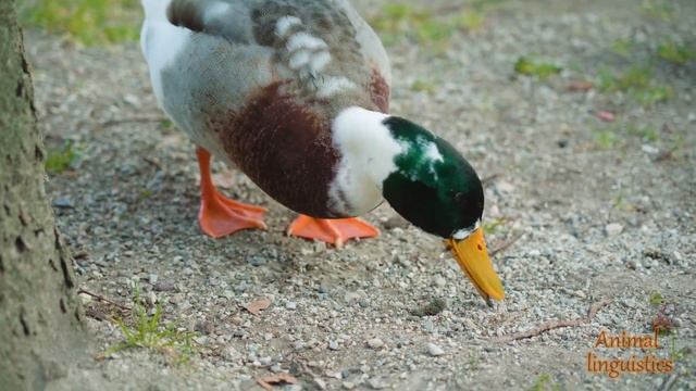 Farm Animal • Animal Linguistics • Hen, Cock, Dog, Tapir, Duck, Duckling, Goose, Gosling, Cow, Cat