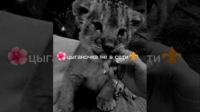 цыганская песня 2025 все ищут