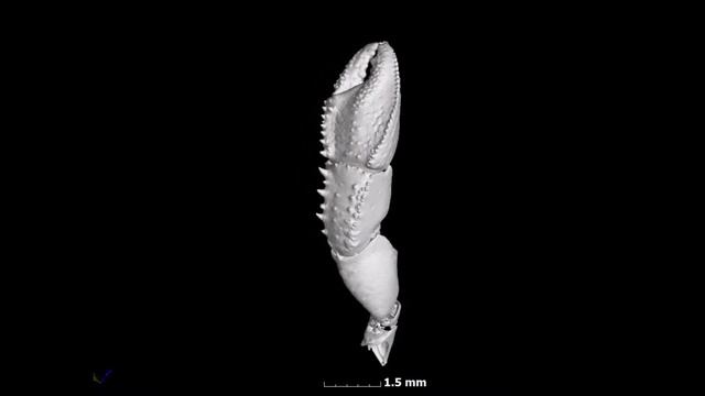 MicroCT imaging applied to description of a new species of Pagurus Fabricius, 1775 (Crustacea