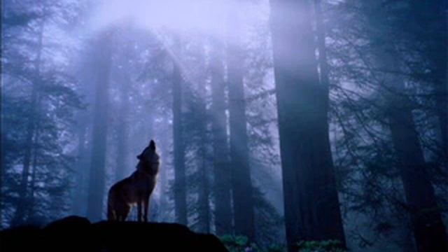 Wolve - own composition