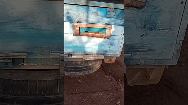 +6 Одиночные пчёлы латают