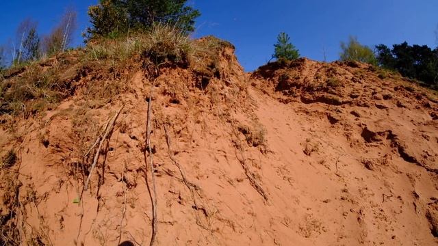 Spring Colletes (Colletes cunicularius)
