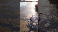 Красивые птицы на реке "Аксу"