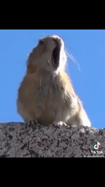 я кричу