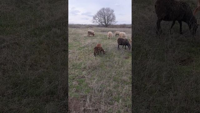 04.04.2023 Определяем "мясистость" у ягнят
