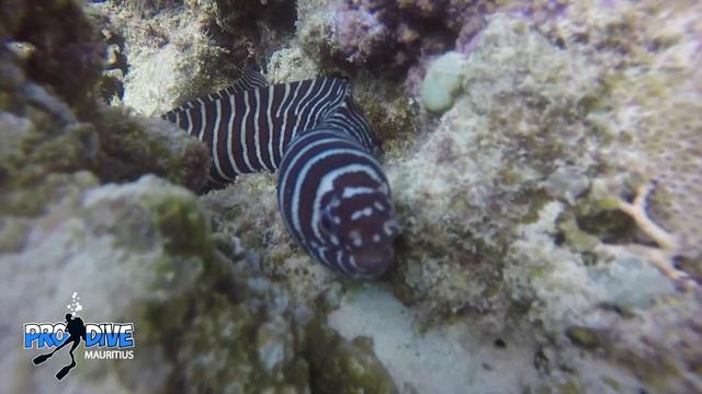 Murene Zebre