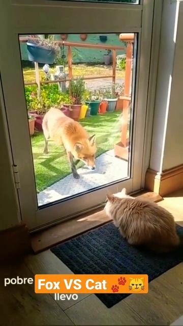 Fox VS Cat 🐾😼