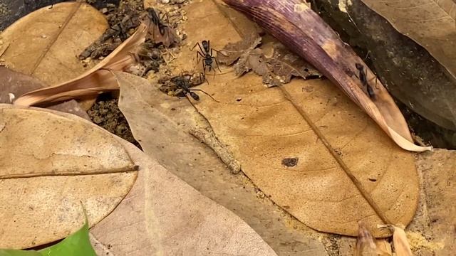 Neoponera apicalis jagen / Neoponera apicalis hunting