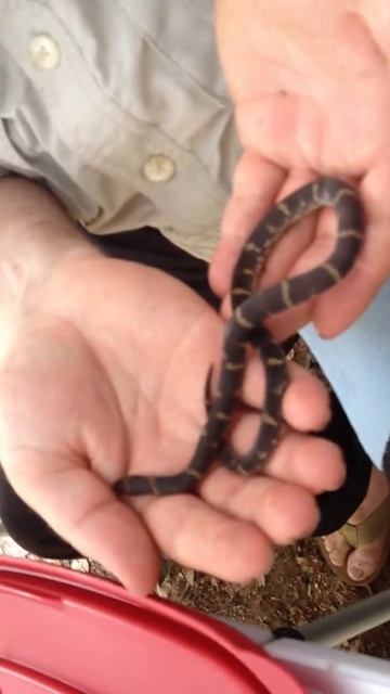 Animales Exoticos Suriname
