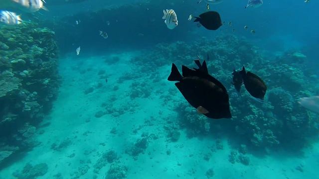 Snorkeling. Red sea. Sharm El Sheikh