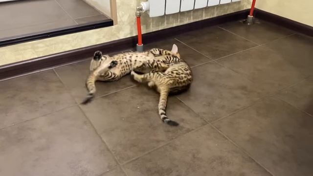 Бенгальские котята. Мальчики.