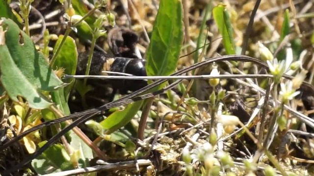 Świerszcz polny - Gryllus campestris