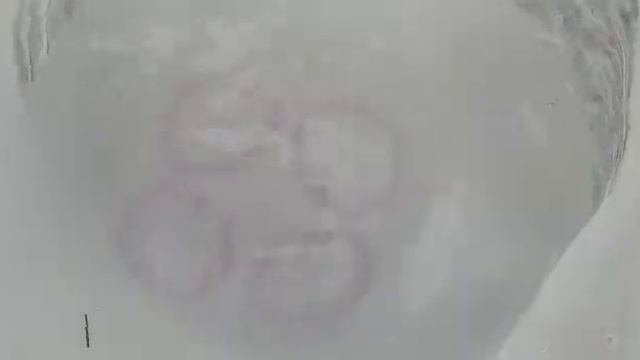Malgrat de mar  jellyfish