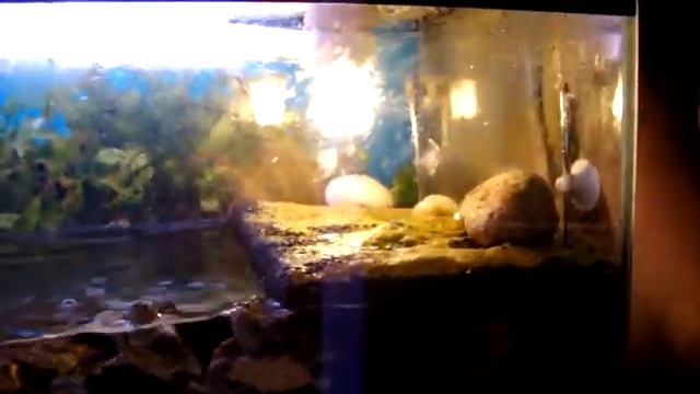 Yellow Bellied Sliders and Map turtles