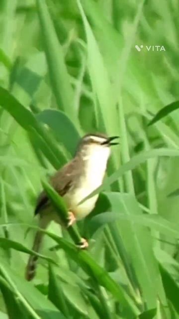 The Plain Prinia / വയൽകുരുവി #shorts #birdsofkerala s #birdwatching