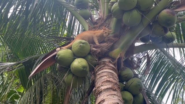 Santino the cutest ginger kitty climbing a coconut tree