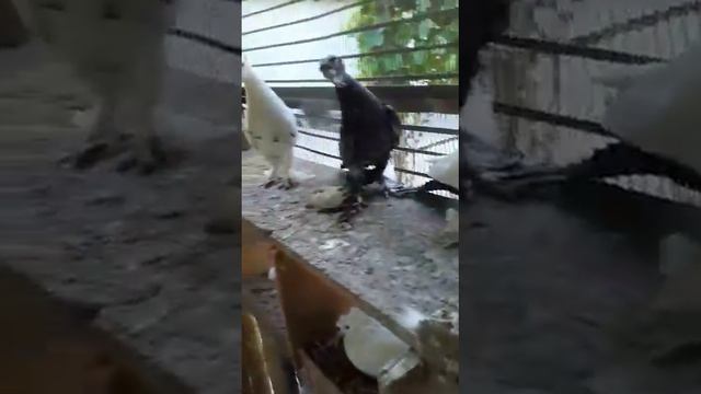 Голуби Кыргызстан Бактыбек