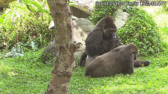 Tayari pestering D'jeeco to share mangoes, Tayari wants to eat|D'jeeco Family|Gorilla|Taipei zoo