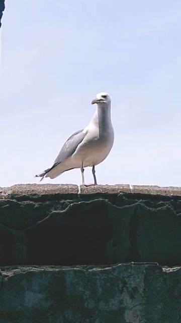 Чайка угарает