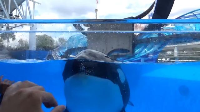 Music Video: Makaio the Orca (age 10)