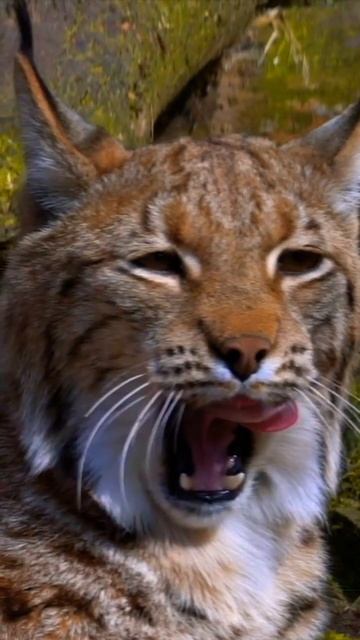 #shorts Natural Scenes 4k/Lynx/Most Beautiful Leopard In The World/4k Ultra hd/african animals