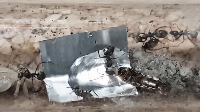 🐜 Formica cinerea & Syrop fruktozowy [Tydzień 33]
