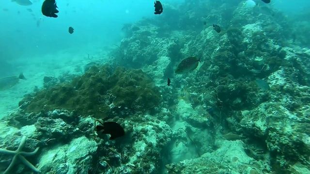 Shark point Phuket Thailand Scuba diving