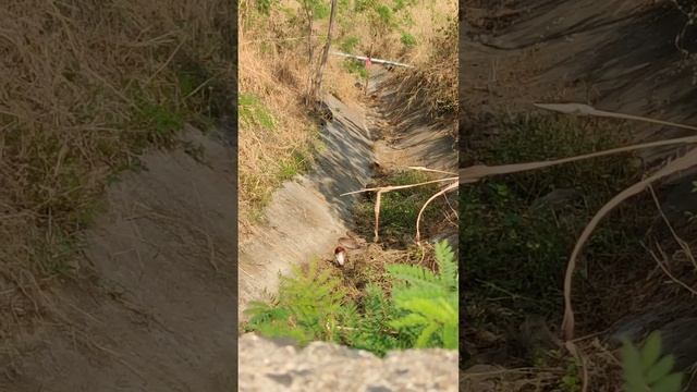 Mongoose Vs Black Cobra, Full Fight🔴LIVE