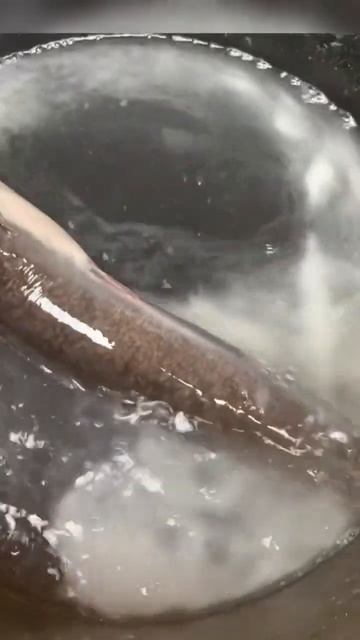 Process and Clean a Catfish with Salt Quick and Easy #fishfarming #catfish #shorts