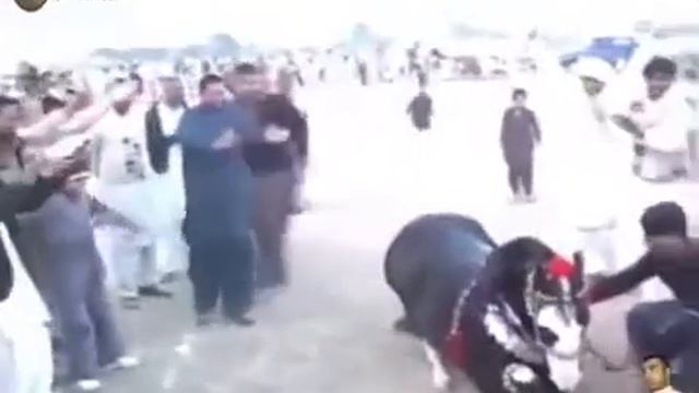 Лошадь