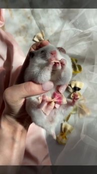 Funnnnyyyy Hamsterrrrrr