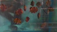 Scatophagus argus red / Roter Argusfisch