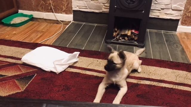 Пакет не помешал 😁хоть он и не чёрный 😂😂